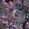 今年は早め