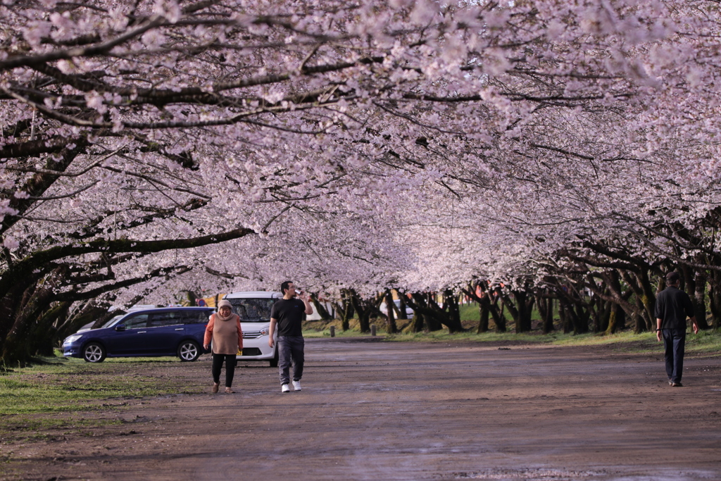 西都の桜並木