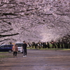西都の桜並木