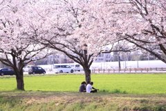 カップル、桜の下