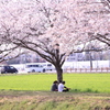 カップル、桜の下