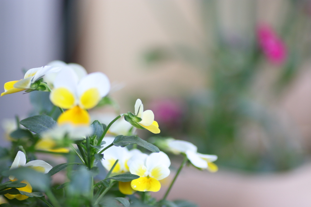 ベランダの花