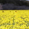 菜の花