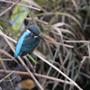カワセミ