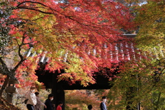 秋月の紅葉
