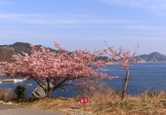 河津桜