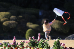 秋まき一年草