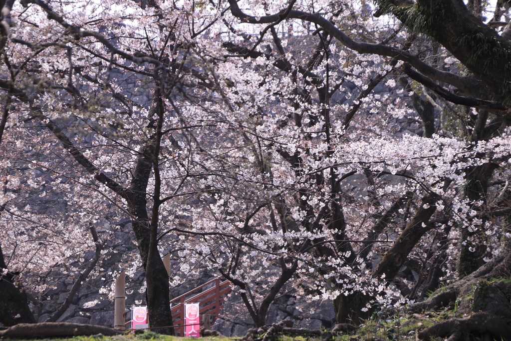 舞鶴公園