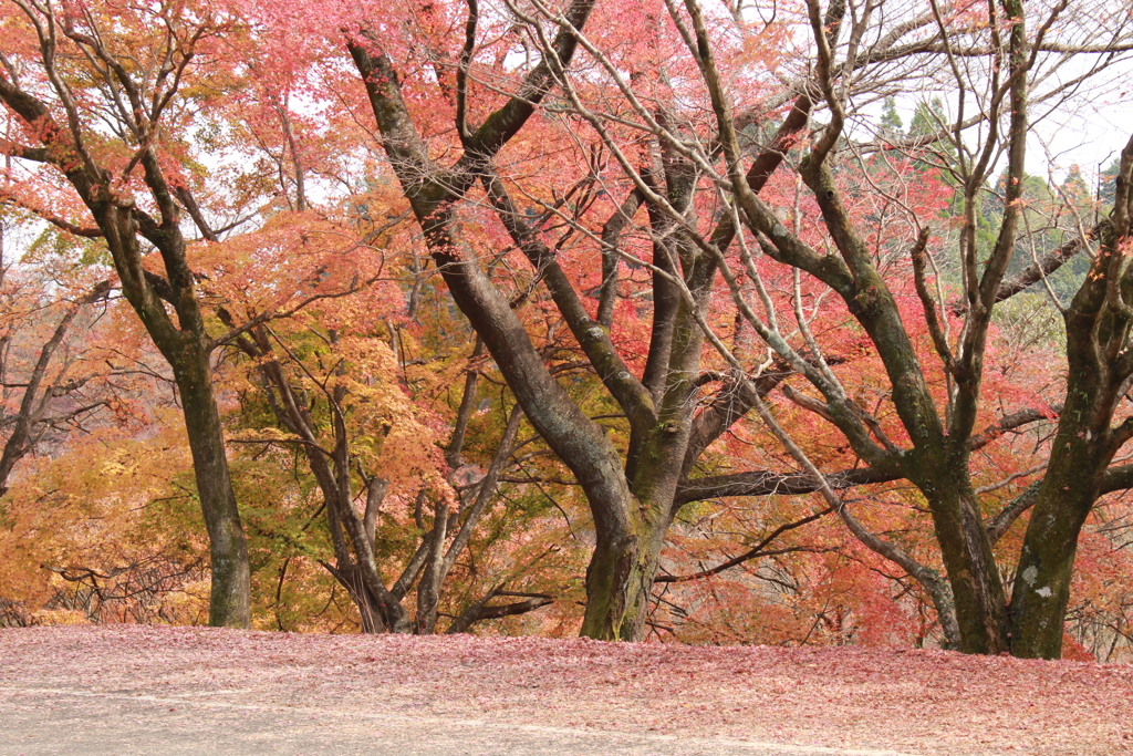 紅葉