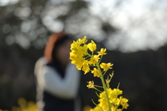 菜の花