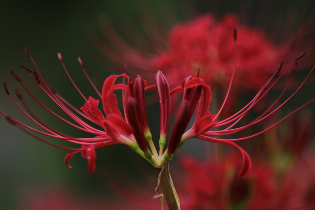 彼岸花 萩の茶屋 宮崎