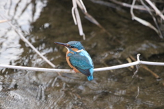 カワセミ