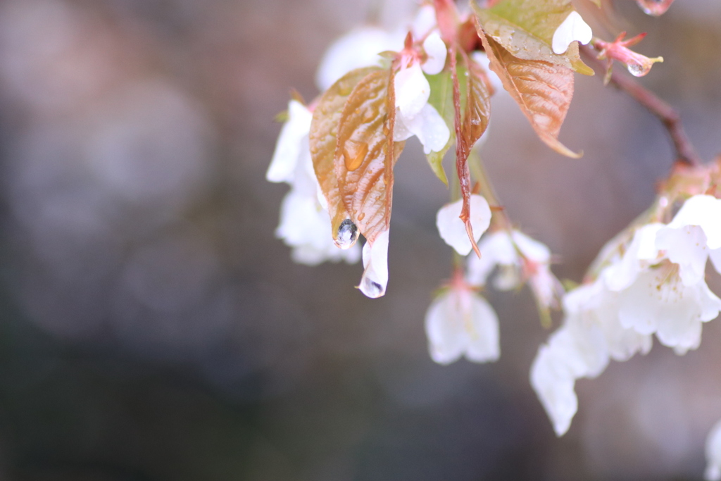 魚見桜