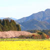 桜 菜の花 西都原