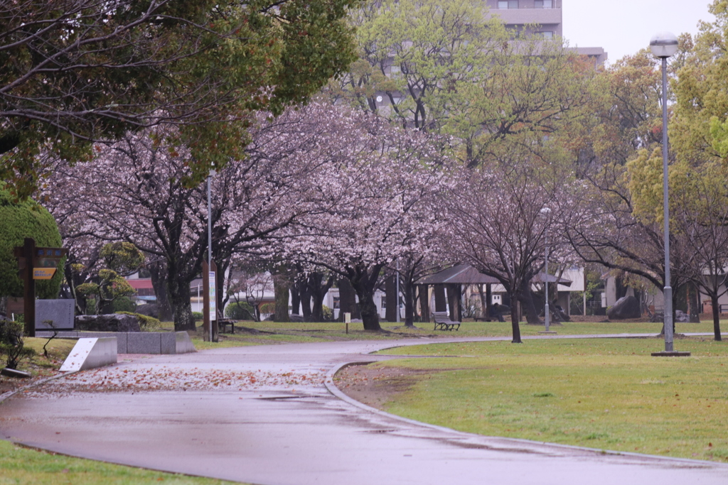 雨の日、桜満開