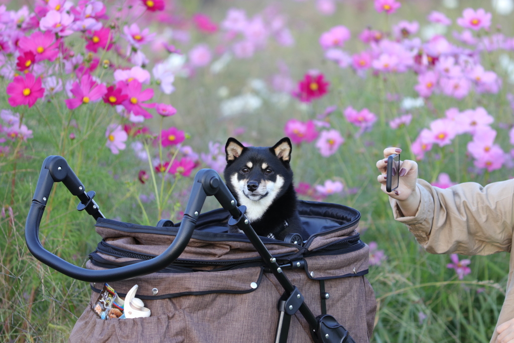 コスモス畑にイケメン犬