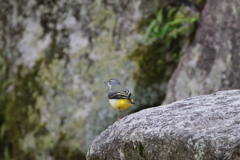 もうすぐ鳥の季節