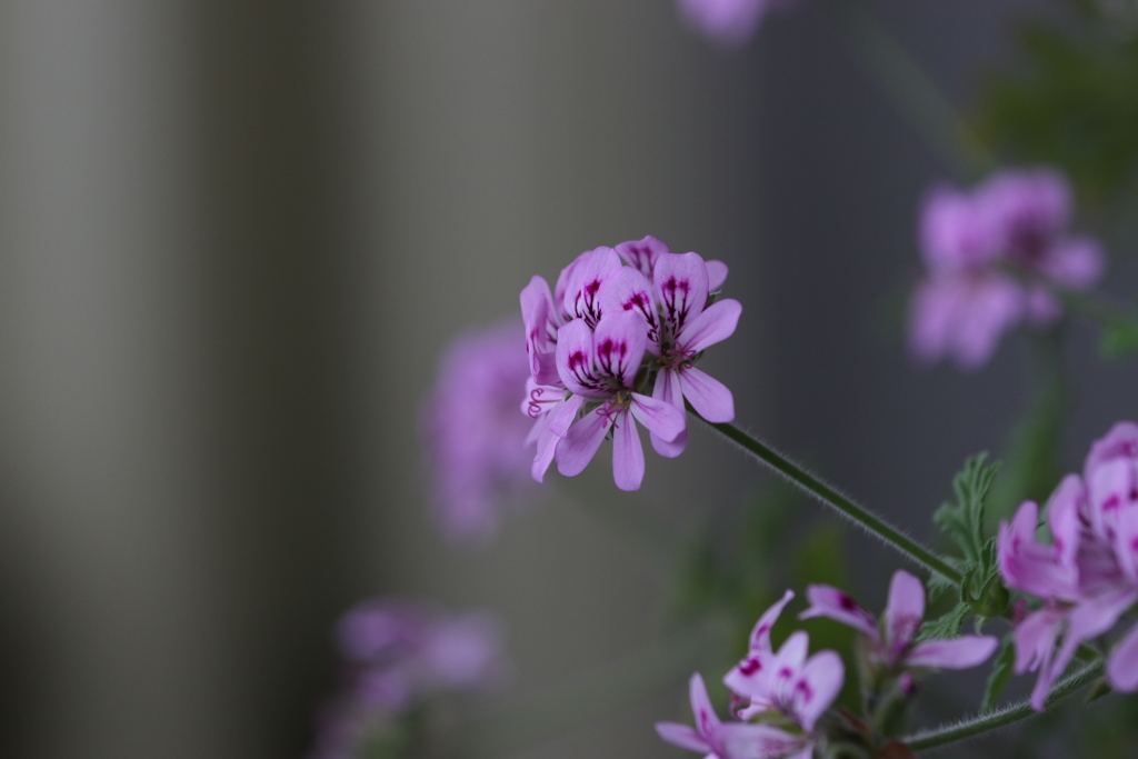 虫除け花