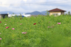 キリンビール公園甘木