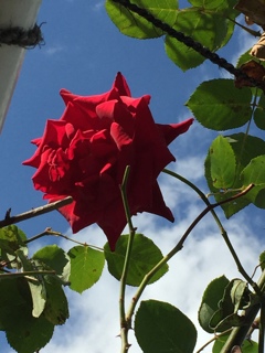 真っ赤な太陽
