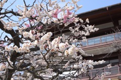 中山寺の梅