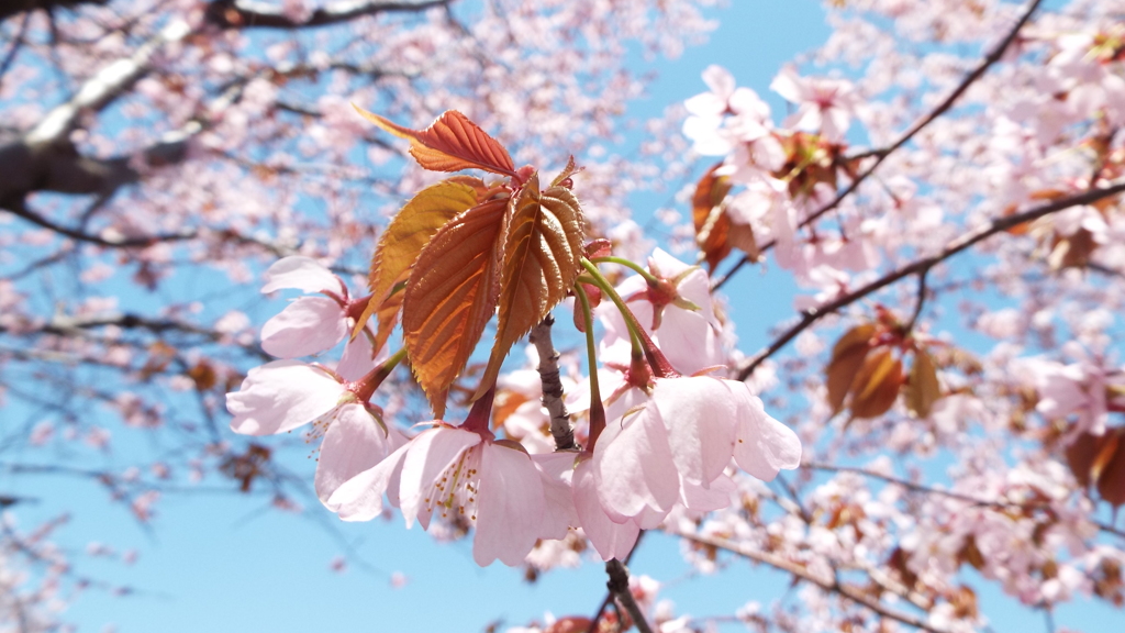 桜