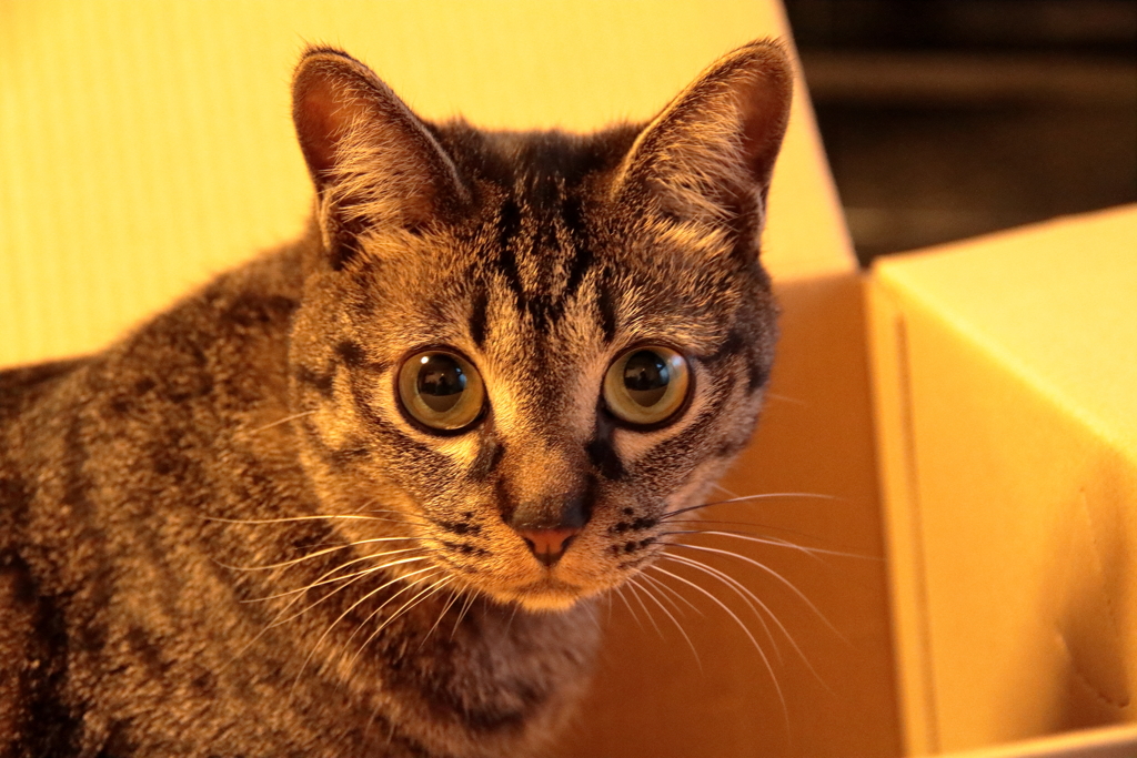 段ボール猫