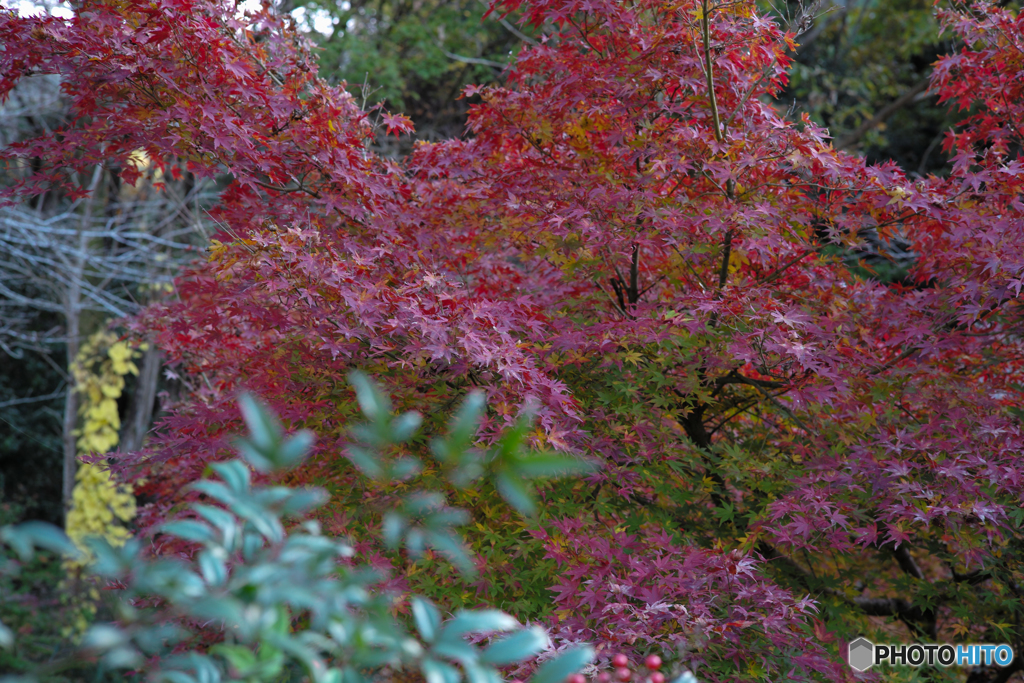 散り際の紅葉