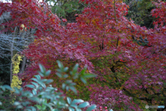 散り際の紅葉