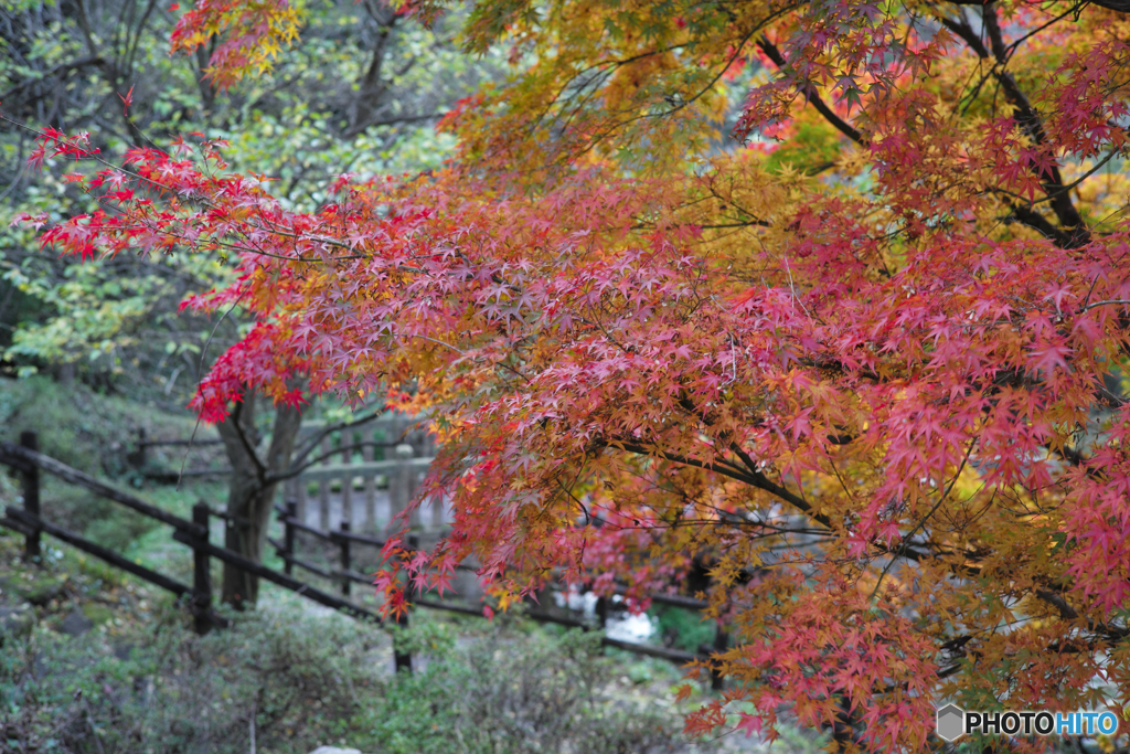 散り際の紅葉