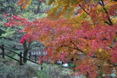 散り際の紅葉