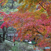 散り際の紅葉