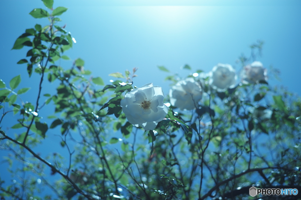 大正村の薔薇