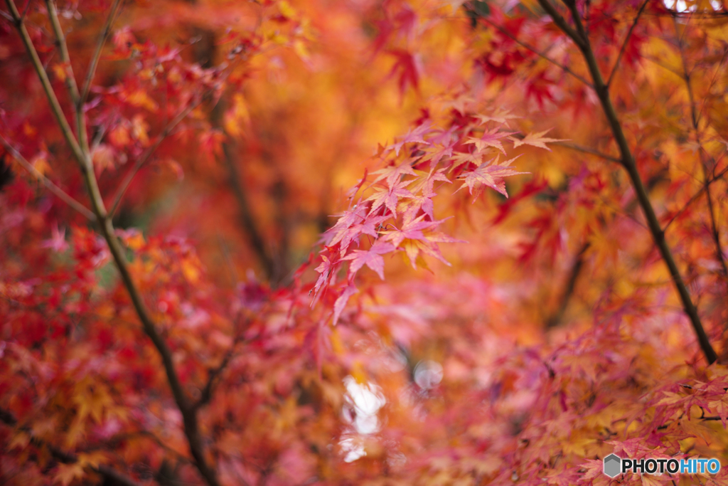 散り際の紅葉