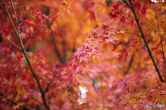 散り際の紅葉