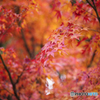 散り際の紅葉