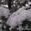 雪