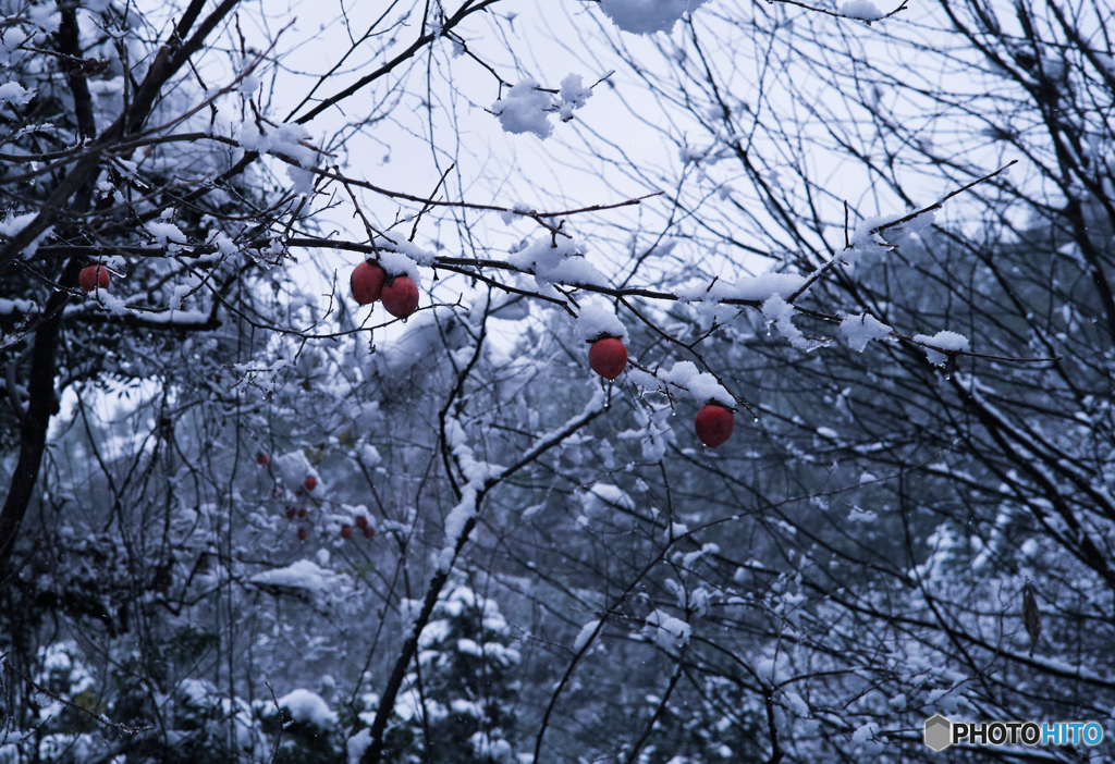 柿　積雪