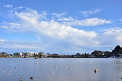 雨上がりの蓮華寺池行公園