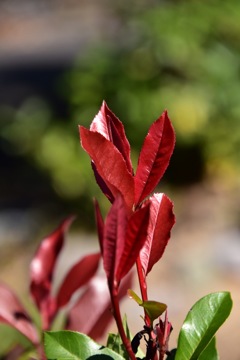 IMG_4526