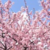 桜満開