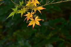 DSC_3624