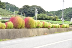 花街道/レインボーアフロ