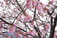 朝比奈川土手の桜