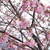 朝比奈川土手の桜
