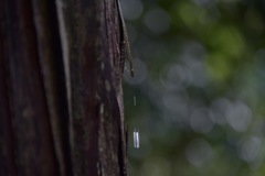 雫②