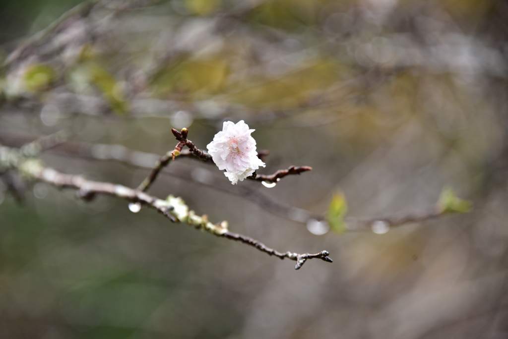 DSC_2985