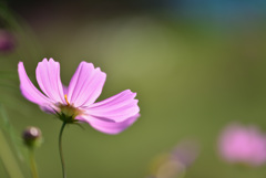 秋桜