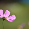 秋桜