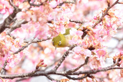 メジロと河津桜